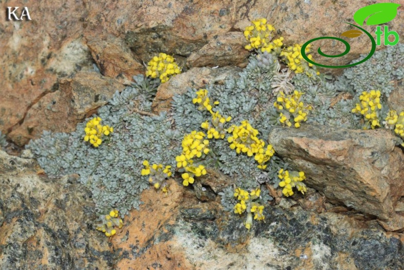 Sandras dağı-Köyceğiz