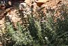 subsp. lycaonicum-Sandras