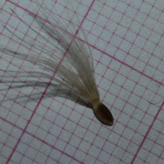 ssp lycaonicum-Fethiye