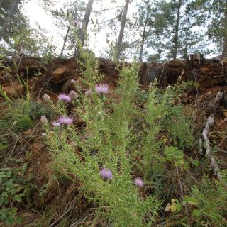 ssp lycaonicum-Fethiye