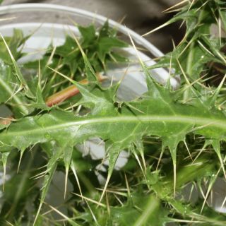 ssp lycaonicum-Fethiye