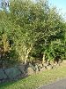 ssp oleifolia-İngiltere