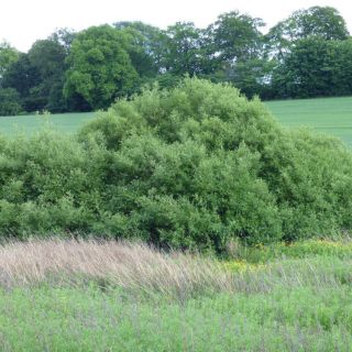 ssp cinerea-İngiltere