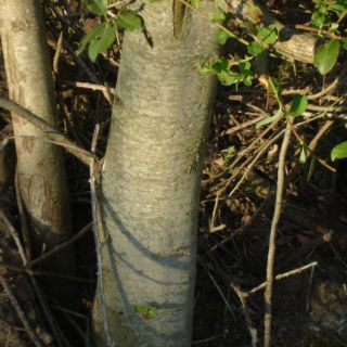 ssp oleifolia-İngiltere
