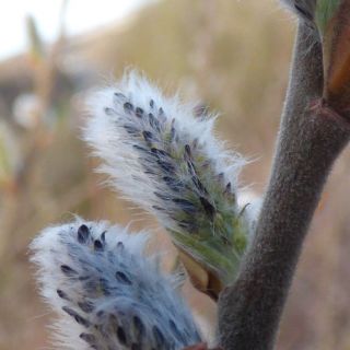 ssp oleifolia-İngiltere