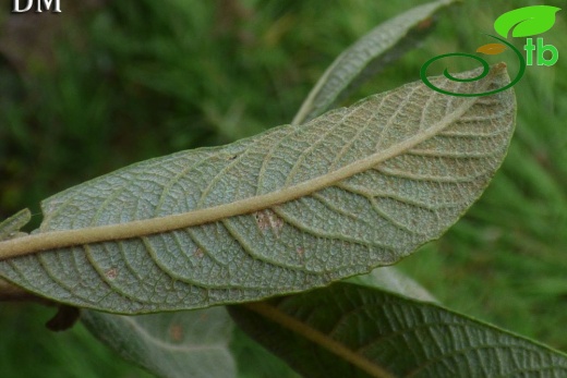 ssp oleifolia-İngiltere