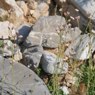 Çaldağı-Muğla