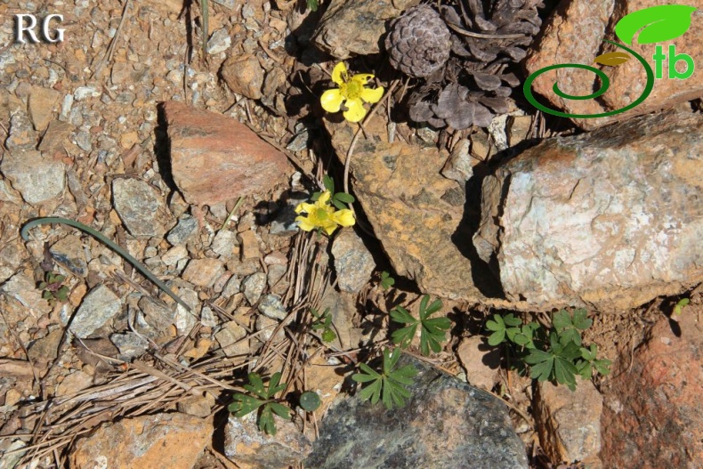 Sandras dağı-Köyceğiz