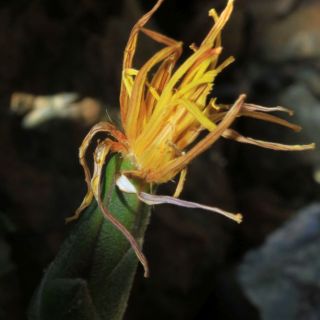 Sandras dağı-Köyceğiz