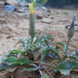 Sandras dağı-Köyceğiz