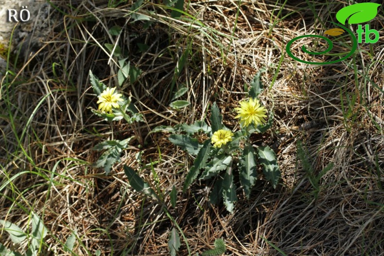 Sandras dağı-Köyceğiz