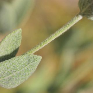 subsp. cedretorum-Alanya