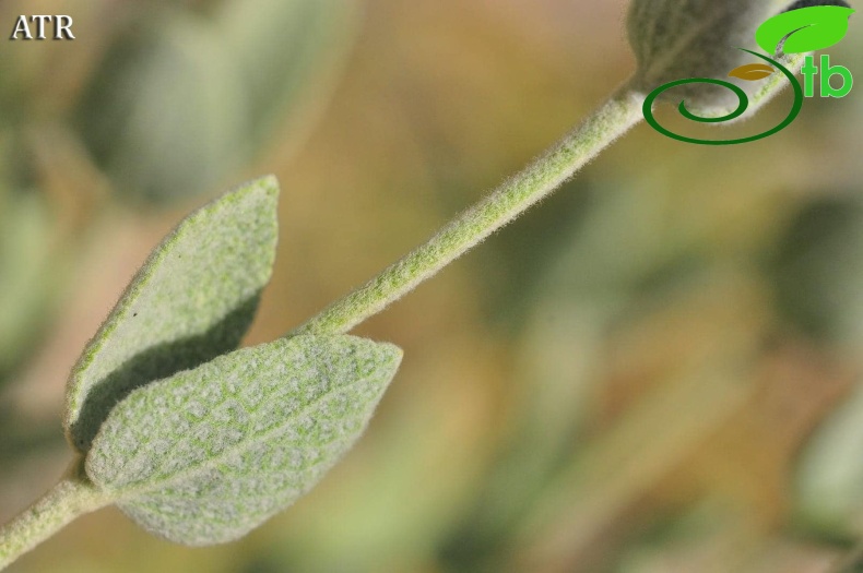 subsp. cedretorum-Alanya