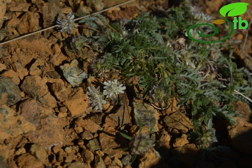 Sandras dağı