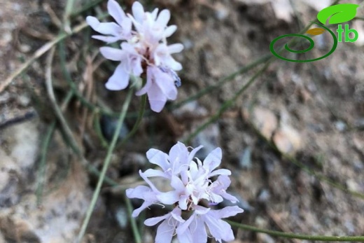 Sandras dağı-Köyceğiz