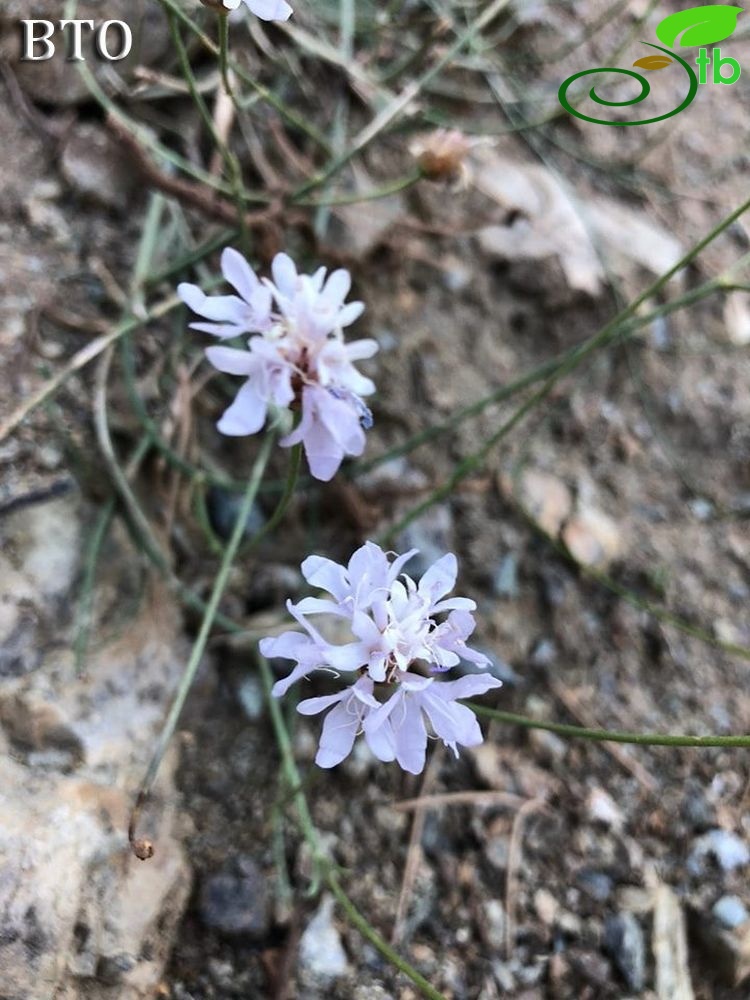 Sandras dağı-Köyceğiz