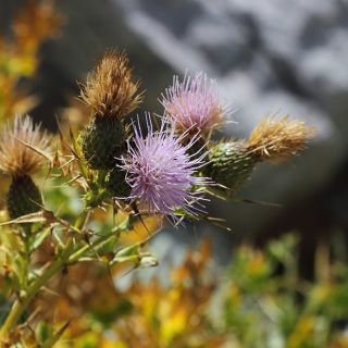 Amanos dağları-Osmaniye