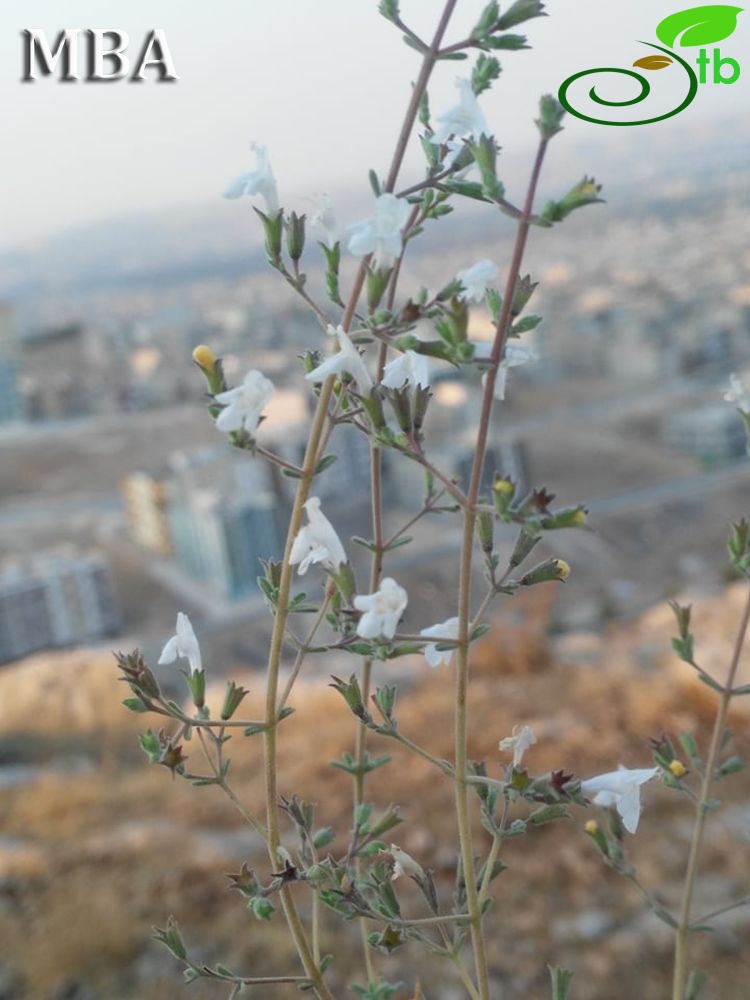 Şanlıurfa