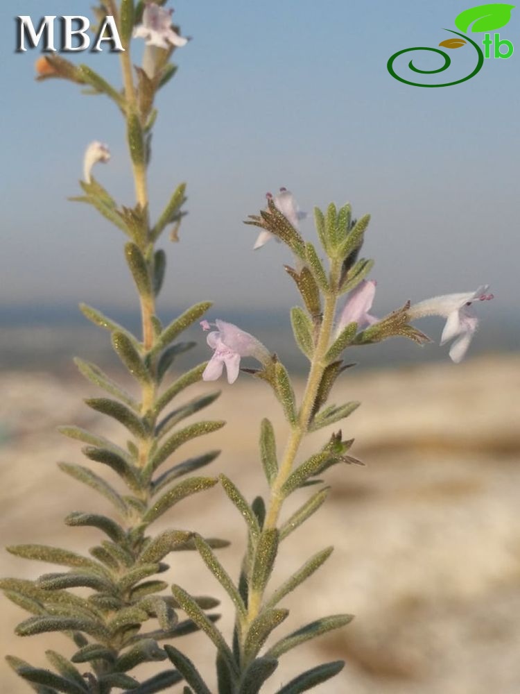 Şanlıurfa