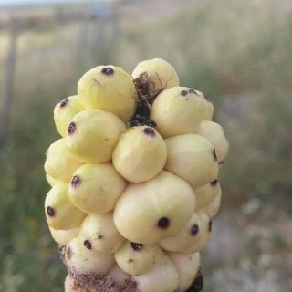 var. rauwolffii-Şanlıurfa