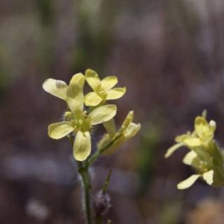 var. lasiocarpa-Malatya