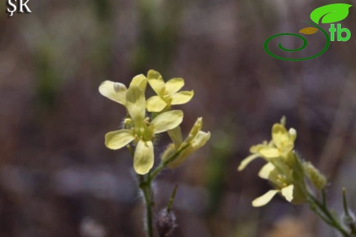 var. lasiocarpa-Malatya