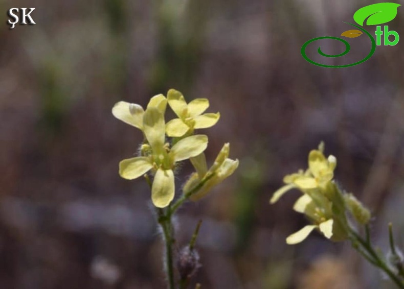 var. lasiocarpa-Malatya