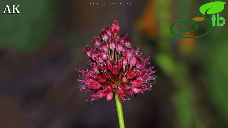 subsp. stearnianum-Giresun