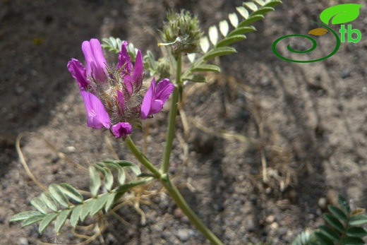 Iğdır