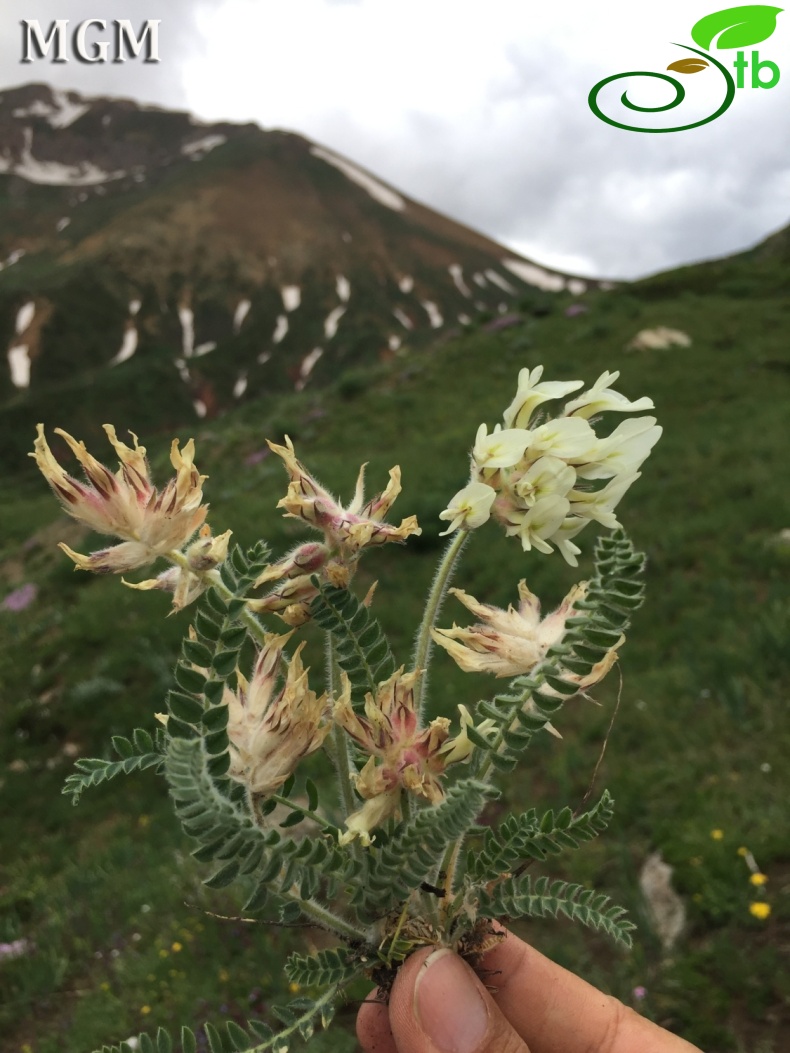 Tunceli