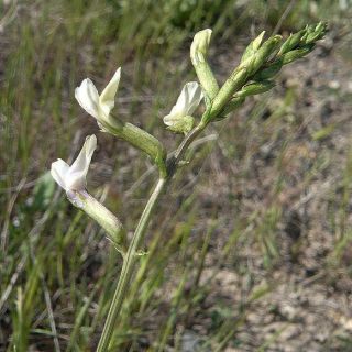 subsp. siliquosus - Van