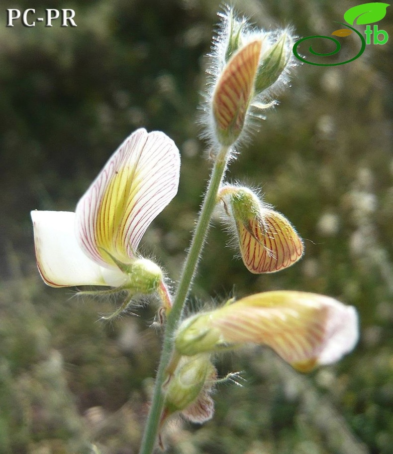 Bitlis