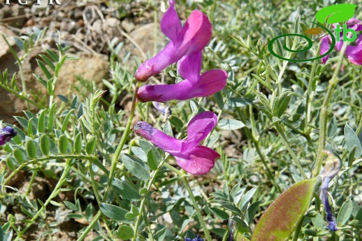 subsp. hypoleuca - Erzincan