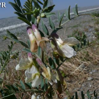 var. noeana