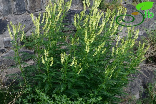 Sarıkamış-Kars