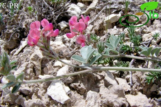 Nevşehir