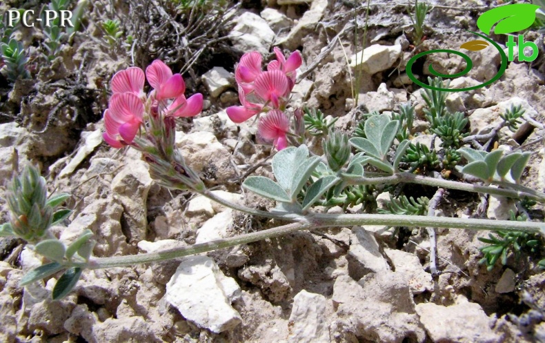 Nevşehir