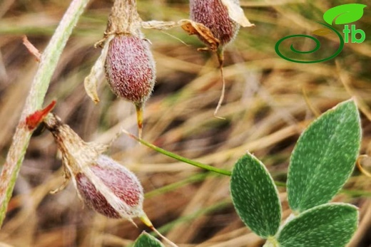 subsp. elongatus- Eskişehir