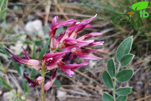 subsp. elongatus- Eskişehir