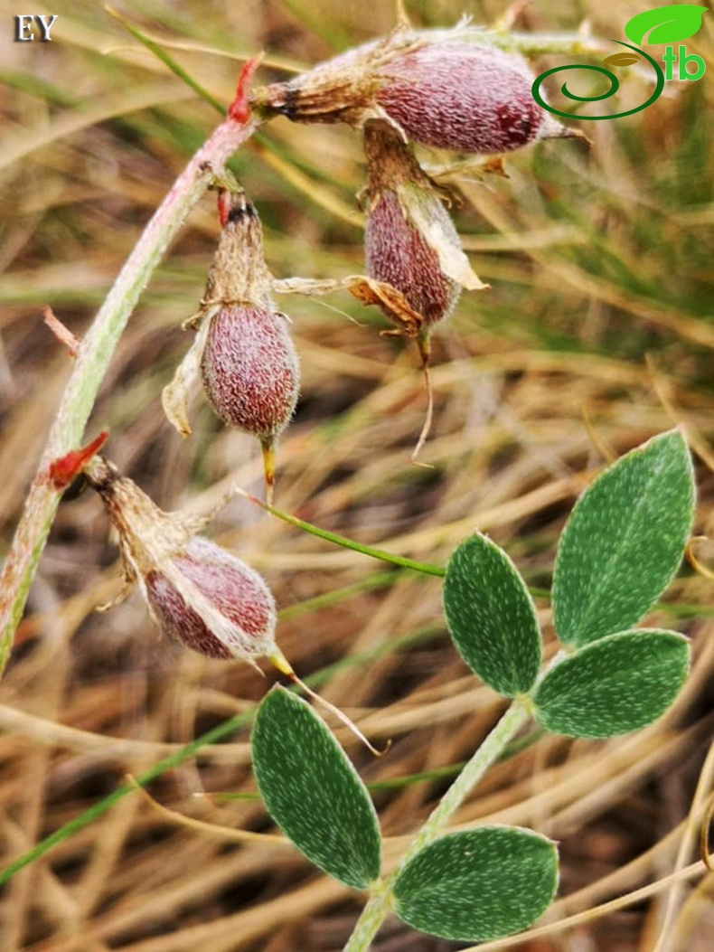 subsp. elongatus- Eskişehir