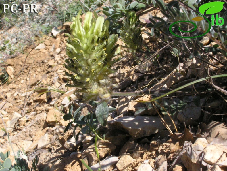 Kahramanmaraş