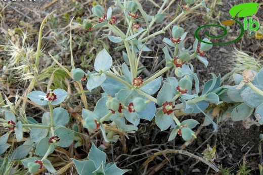 subsp. armena-Iğdır