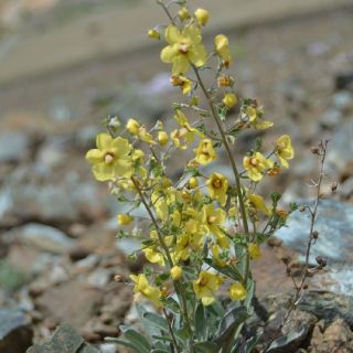 Erzincan
