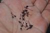 ssp cycladicum- Fethiye-Muğla