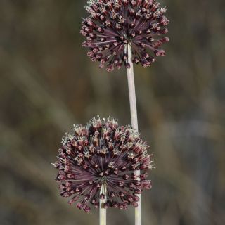ssp cycladicum- Fethiye-Muğla
