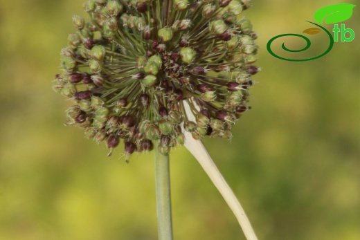 subsp cycladicum- Marmaris