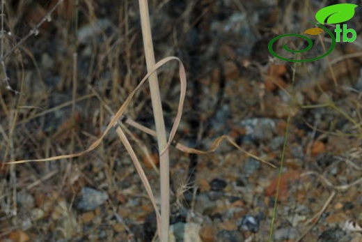 ssp cycladicum- Fethiye-Muğla