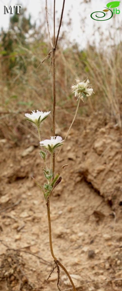 Kırklareli