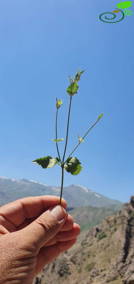 Hakkari