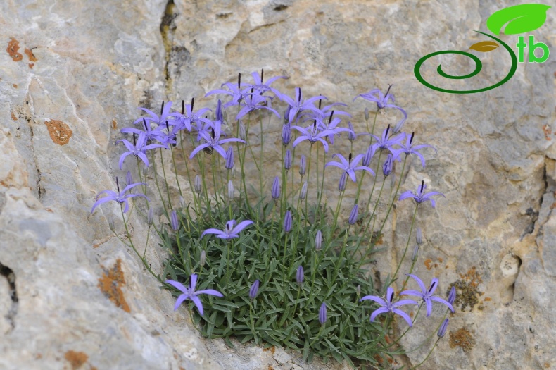 Kahramanmaraş